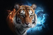 四虎永久地域网名2023知乎现象解析，网络身份的地域烙印与社群认同