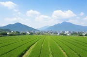 亚洲日本，一线产区与二线产区的对比分析