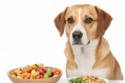 狗狗的东西又硬又烫怎么办？解析狗狗饮食与健康问题