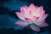 夜半莲花，探索女性夜间荷尔蒙失衡的自然疗法