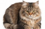 丰满多毛的谜团，一只不寻常的猫