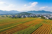 亚洲日本一线产区与二线产区的对比分析