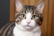新版猫咪地域网名，网络文化中的萌宠新潮流