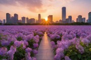 广场舞与丁香花，都市黄昏中的生命交响曲