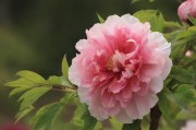 国色天香桃花朵朵开，万事皆胜意迎春来