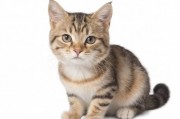 猫咪全新3.0，科技与萌宠的完美融合