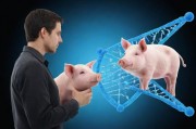 人与猪的DNA，相似与差异背后的科学与伦理思考