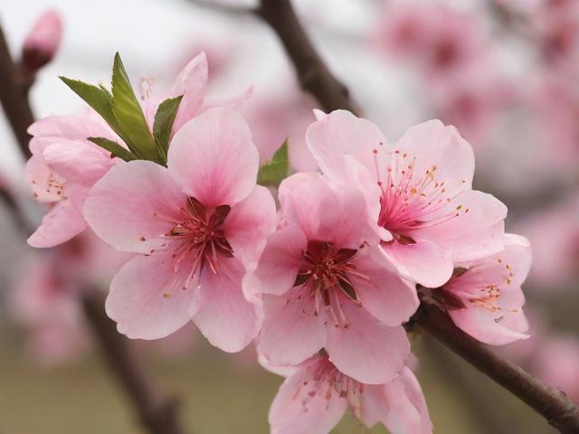 桃花视频APP下载，全方位指南与使用体验